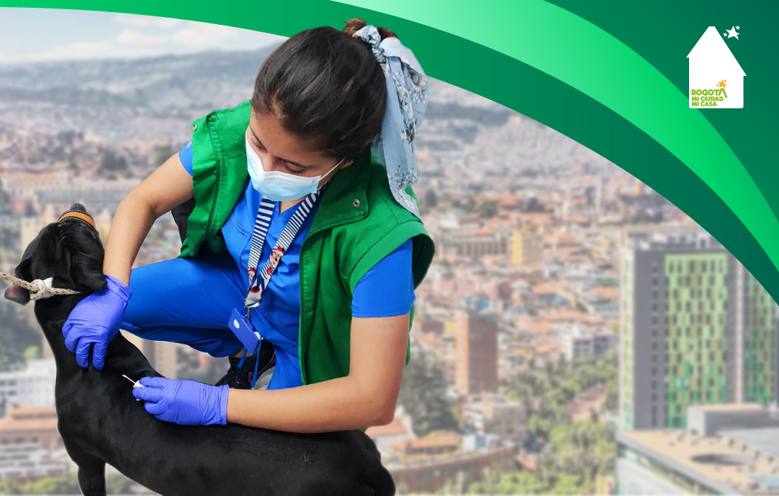 Sistema de identificación y registro con microchip: responsabilidad de todos en el Distrito Capital